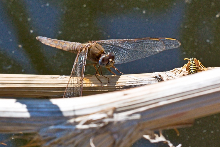 Crocothemis erythraea femmina ??